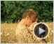 Stille Hochzeit Videoclip DF