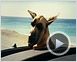 Marmaduke Trailer