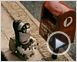 Mary & Max - oder Schrumpfen Schafe wenn es regnet? Trailer DF