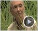 Jane's Journey - Die Lebensreise der Jane Goodall Trailer OV