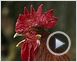 Die wilde Farm Trailer DF