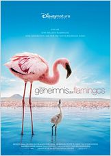Das Geheimnis der Flamingos