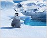 Happy Feet 2: Brad Pitt und Matt Damon sprechen Pinguine