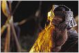 Herr der Ringe-Prequels: Gimli hat keine Lust mehr auf Zwergenrollen