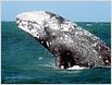 Everybody Loves Whales: Warner Bros. verfilmt Grauwal-Drama in Alaska