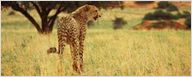 African Cats: Neue Naturdoku der Disney-Studios
