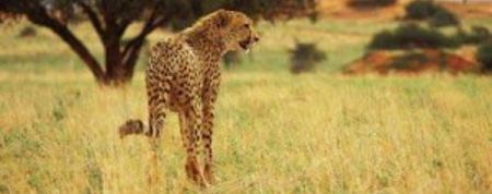 African+Cats%3a+Neue+Naturdoku+der+Disney-Studios