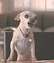 Poppy le chien