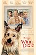 Bild zum Film : Winn-Dixie - Mein zotteliger Freund