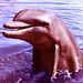 Flipper