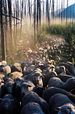 Bild zum Film : Sweetgrass