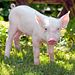 Rennschwein Rudi Rüssel