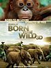 Born to Be Wild
