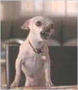 Poppy le chien